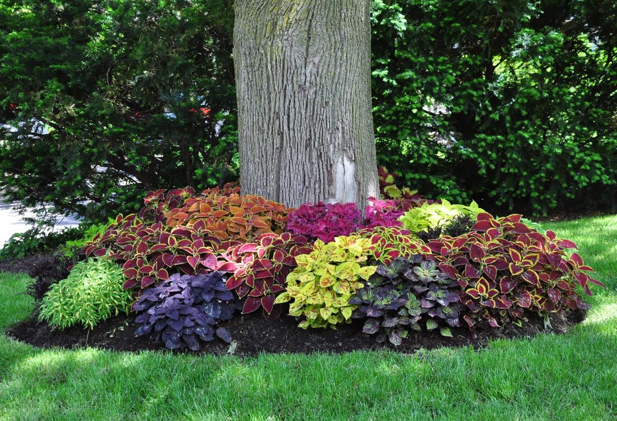 Coleus mass planting yard landscape